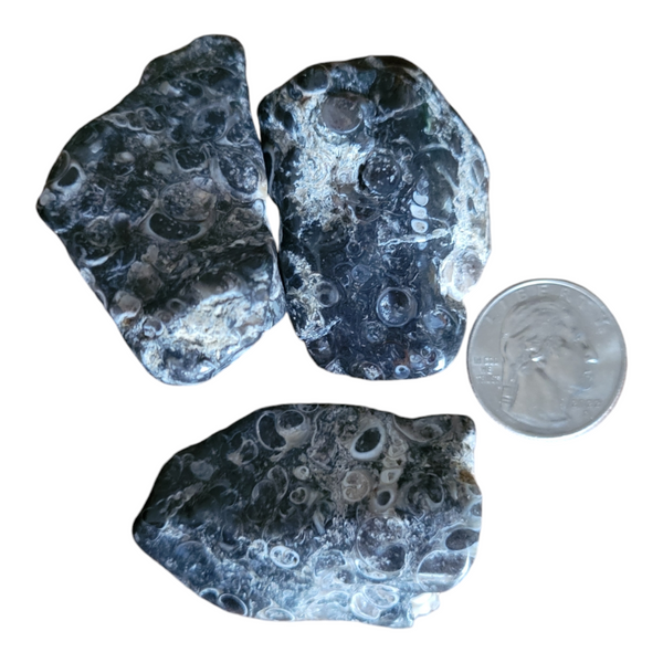 Turritella Agate from Wyoming - Ancestors, Strength, Protection